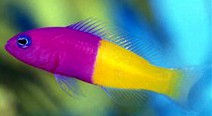 Bi-ColorPseudochromis
