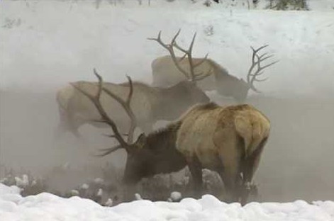 Yellowstone elk